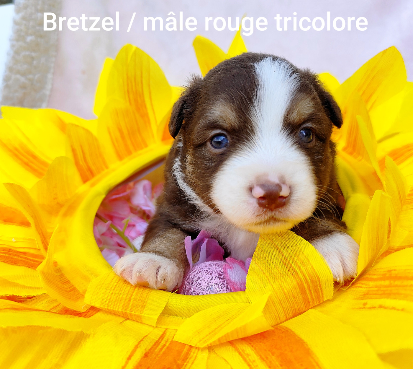 Elma Lalbat - Chiots disponibles - Berger Américain Miniature 