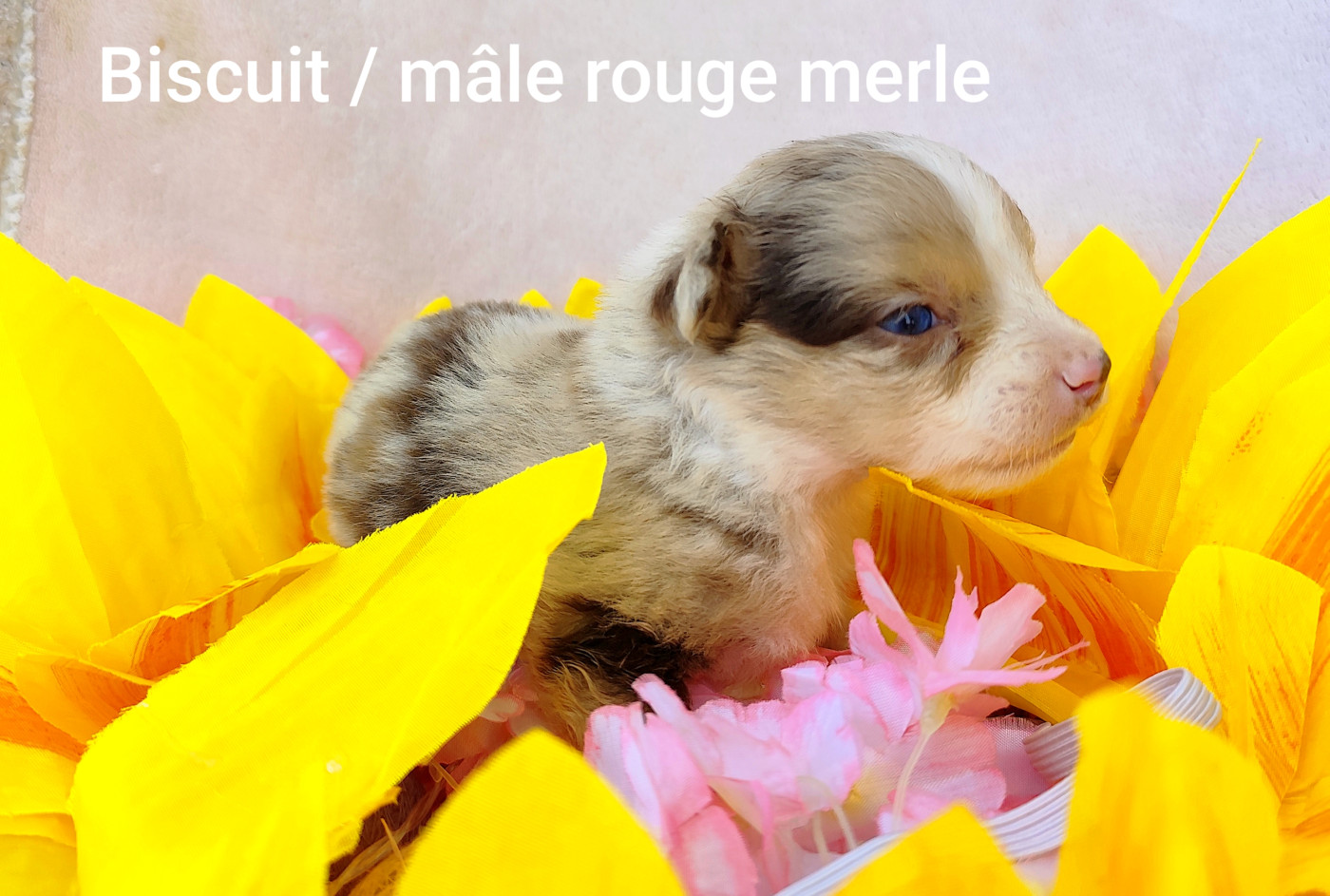 Elma Lalbat - Chiots disponibles - Berger Américain Miniature 