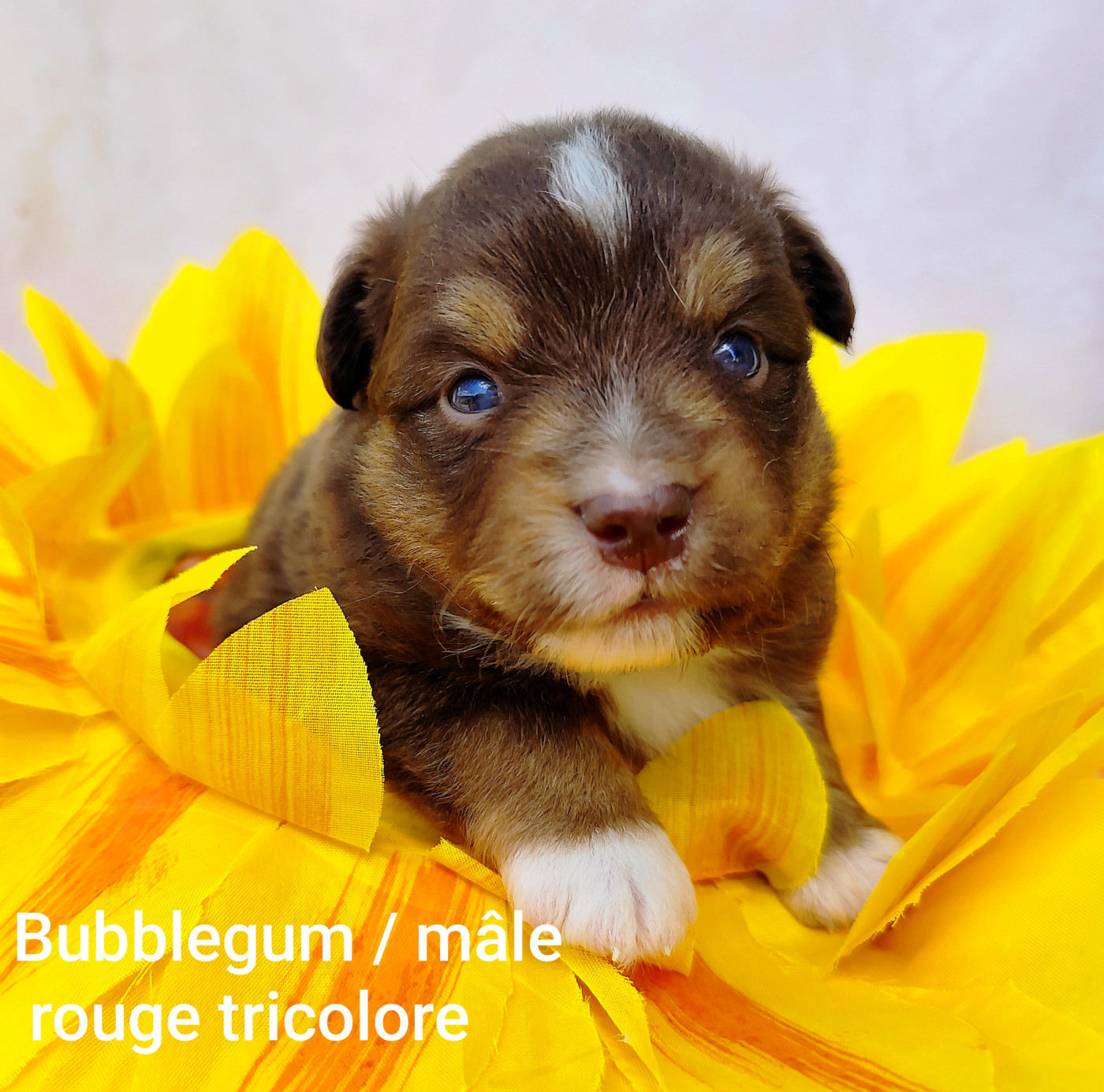 Elma Lalbat - Chiots disponibles - Berger Américain Miniature 