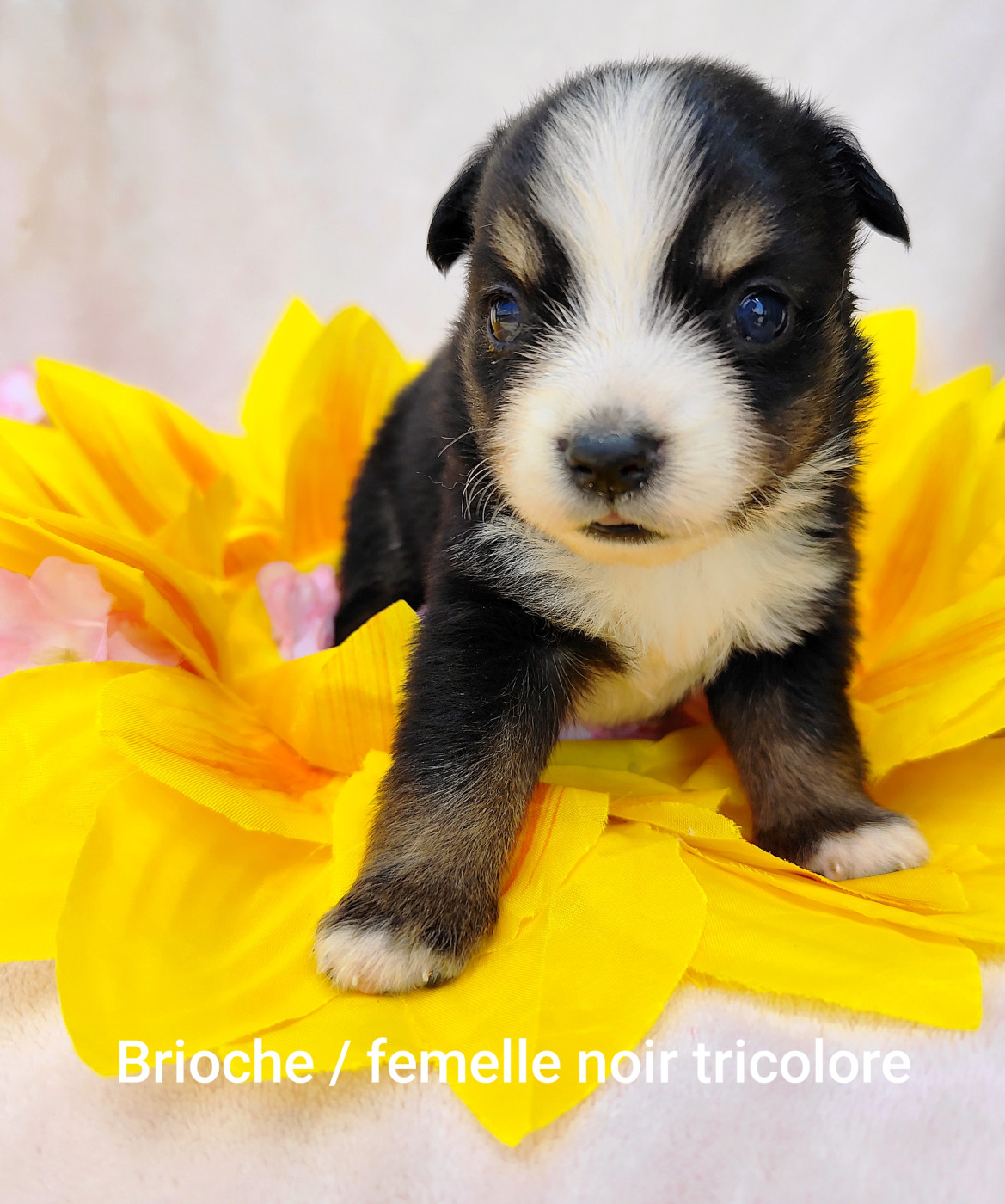 Elma Lalbat - Chiots disponibles - Berger Américain Miniature 