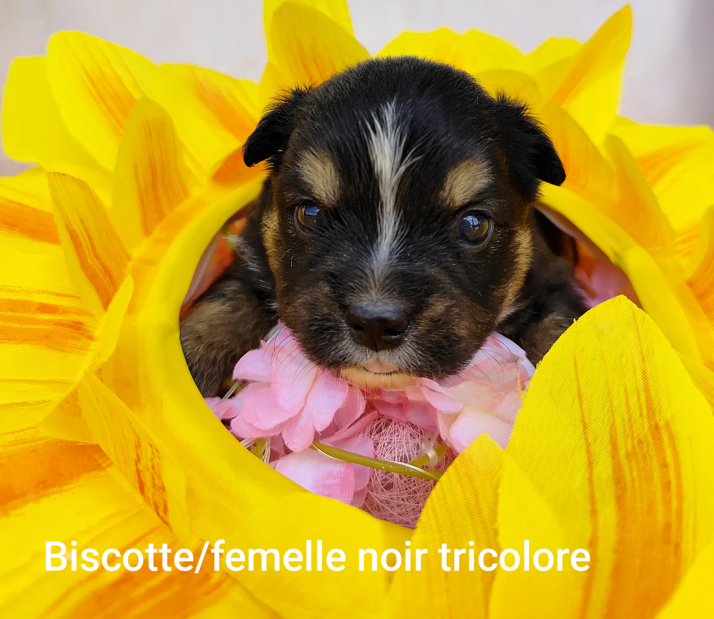 Elma Lalbat - Chiots disponibles - Berger Américain Miniature 