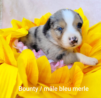 Bounty