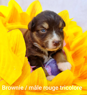 Brownie