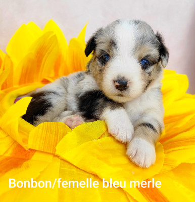 Bonbon